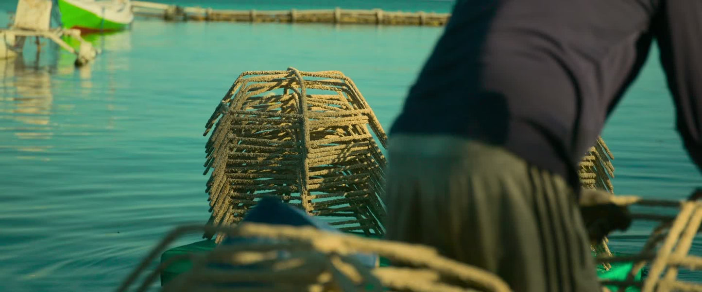 Reef Builders (2025) NEW SUMMER 50OFF - digital blockbuster
