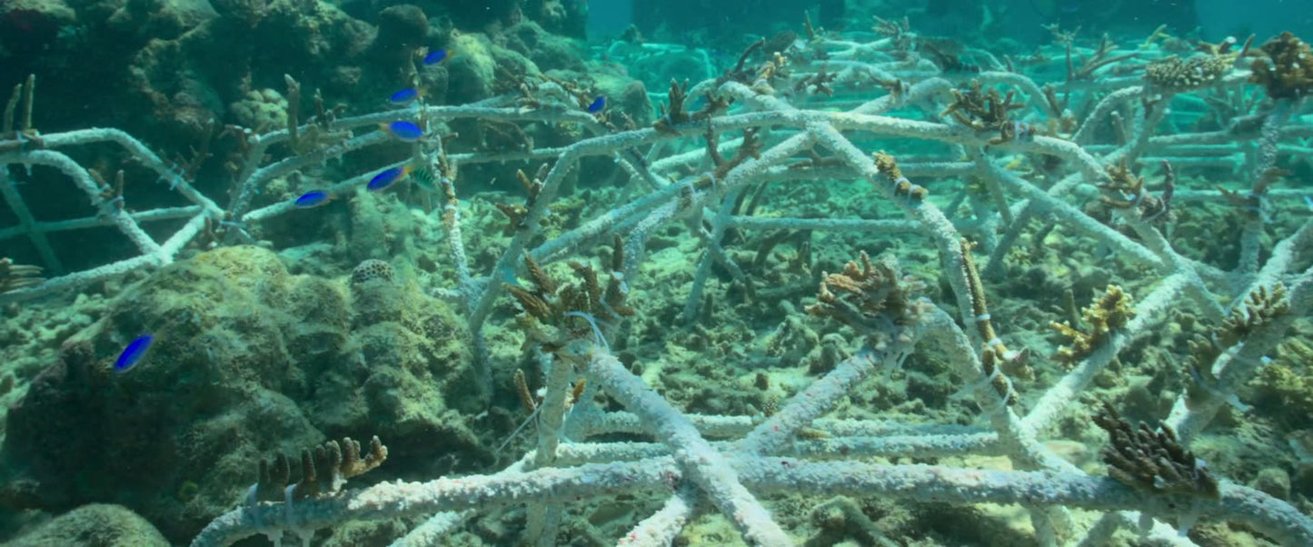 Reef Builders (2025) NEW SUMMER 50OFF - digital blockbuster