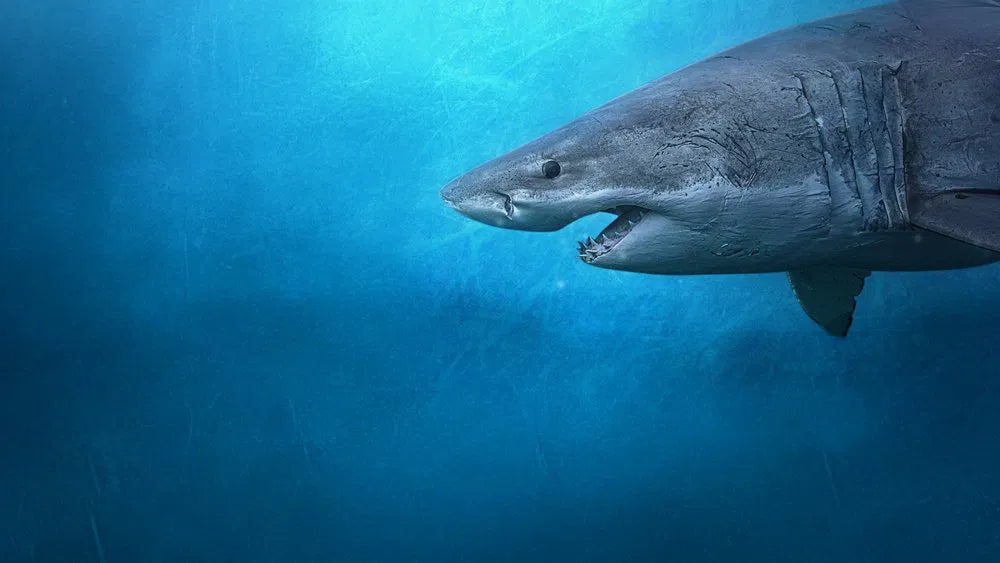 Sharks of the North (2025) NEW