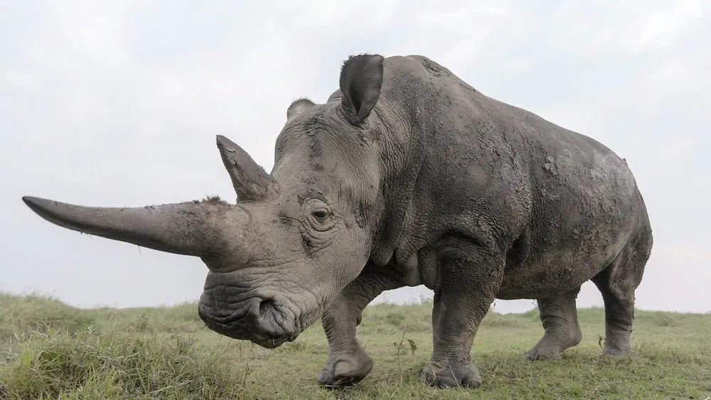The Last Rhinos: A New Hope (2025) 24 HS SALE