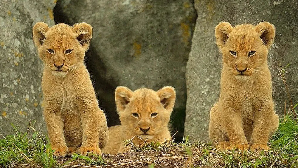 Wild Babies (2022) TV SERIES