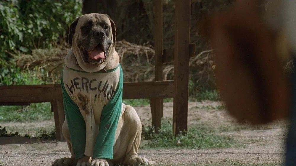 The Sandlot (1993) 24 HS SALE - digital blockbuster