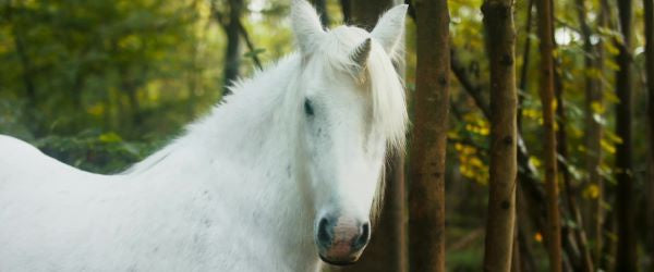 Tale of the Forest Unicorn (2025) NEW