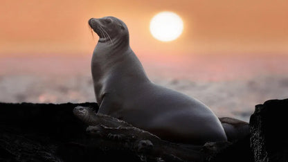 Sea Lions of the Galapagos (2025)
