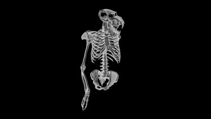 American Cryptids (2025) NEW