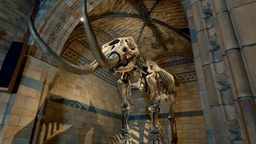 Fantastic Beasts: A Natural History (2022) CLASSIC