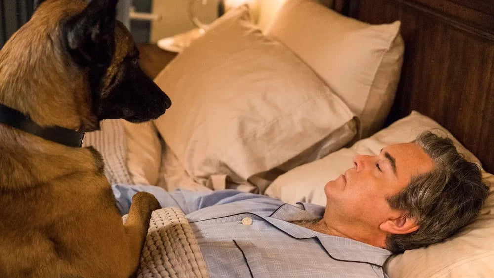 Psych 2: Lassie Come Home (2020) NEW - digital blockbuster