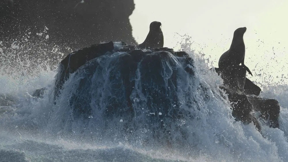 Sea Lions of the Galapagos (2025)