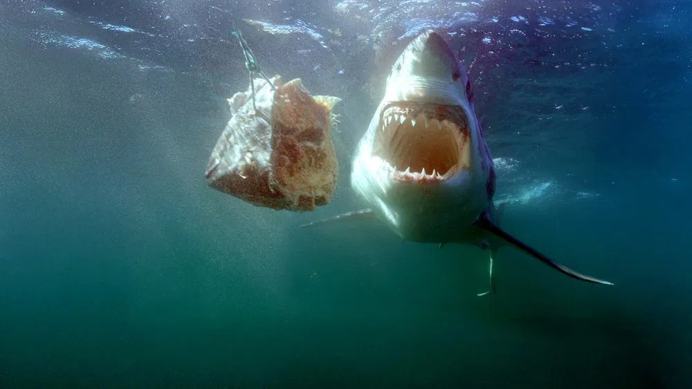 Sharks of the North (2025) NEW