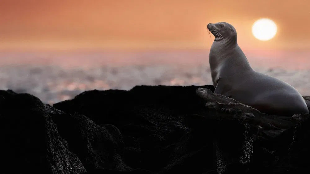 Sea Lions of the Galapagos (2025)