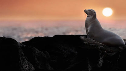 Sea Lions of the Galapagos (2025)