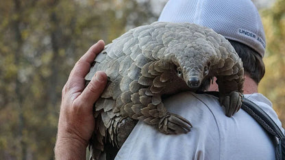 Pangolin: Kulu's Journey (2025) UHD 4K NEW