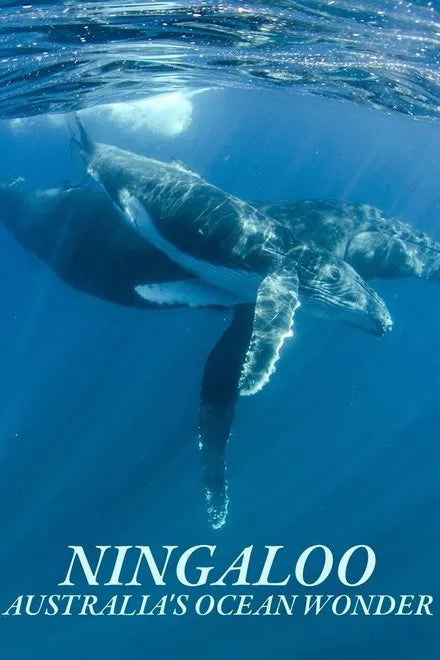Ningaloo Nyinggulu (2023) NEW - digital blockbuster