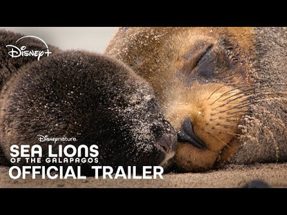 Sea Lions of the Galapagos (2025)