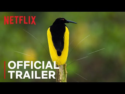 Dancing with the Birds (2019) NEW