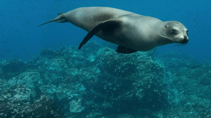 Sea Lions of the Galapagos (2025)