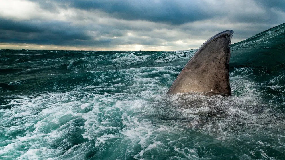 Sharks of the North (2025) NEW