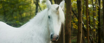 Tale of the Forest Unicorn (2025) NEW