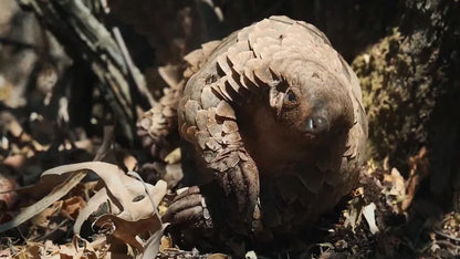 Pangolin: Kulu's Journey (2025) UHD 4K NEW